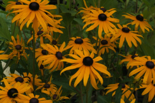 Rudbeckia fulgida 'Goldsturm'Zonnehoed bestellen